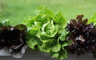 Row of green and red lettuce on green background photo