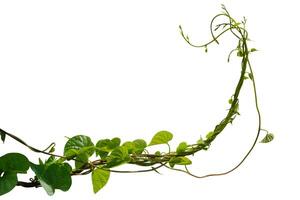Vine plant ivy isolated on white background. Clipping path. photo
