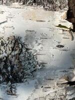 birch bark texture grunge old concrete pattern dirty vintage textured surface rough aged nature paint grungy dark, design backdrop texture photo
