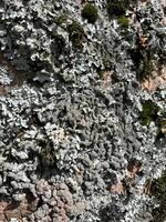 tree bark texture photo