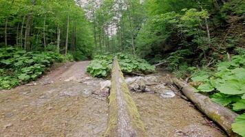 First person view walks along a log across video