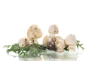 Champignon mushrooms for culinary purposes on clean white background photo