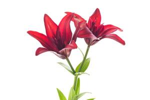 Macro of two red lilies isolated on white photo