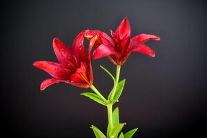 Macro of two red lilies isolated on black photo