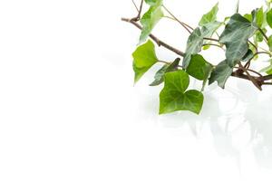 Decorative ivy with branch and leaves on white background photo