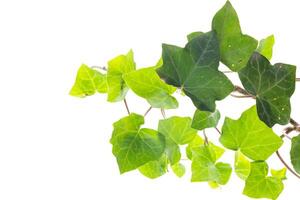 Fresh ivy branch with leaves on white background photo