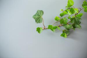 Fresh ivy branch with leaves on gray background photo