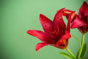 Close up of red lilies isolated on green . photo