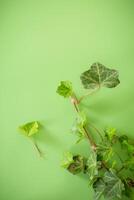Fragment of green ivy with leaves and branches isolated photo