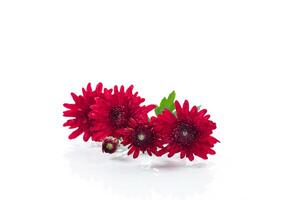 red small chrysanthemums on white background photo