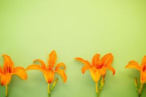 Blooming orange lily bud on green background photo