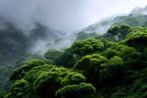 Green Mountain Forest After Rainfall. photo