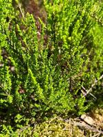 small young tree in the forest nature leaf texture garden leaves tree spring foliage flora wall abstract moss closeup summer bush, field, natural, growth, forest green ivy pattern photo