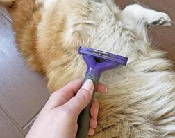 Combing a red dog's fur with a purple furminator photo