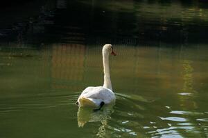 Graceful swan gliding on tranquil lake waters in serene natural setting photo