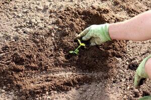 A man's hand in a glove levels the soil near a watermelon sprout in a bed in a greenhouse photo