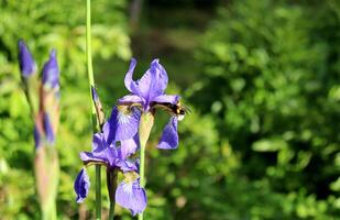 Blue iris flowers with buds and a bumblebee on a petal in the garden photo
