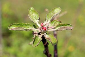 Red buds in the center of a rosette of leaves on a dwarf apple tree photo