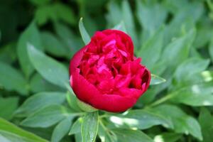 One open red-crimson peony flower on a flowerbed in the shade on a summer day photo