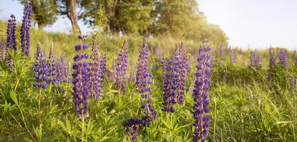 landscape in sunset rays of the sun in the lupine flower field. Wild nature concept. Hiking, trekking, photo