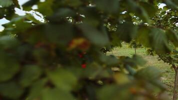 Caucasian man farmer analyzing hazelnuts tree rows in garden making notes in journal. Gardener agronomist growing raw hazel nuts fruit on plantation field. Harvesting farm time. Healthy natural food video