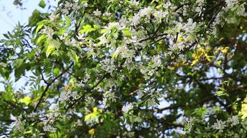 The flowering branches of the tree sway in the wind video