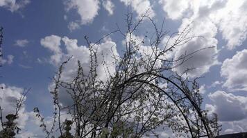 Blooming plum tree arch with moving clouds. Action video