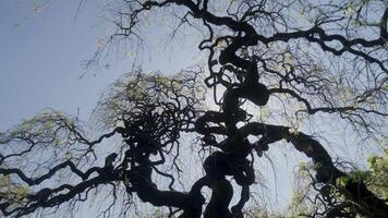 Sun shining through gnarled branches of a weeping tree. Action video