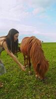 A red-haired pony sniffs a blade of grass, refusing to eat it, as a young tourist in a beautiful dress offers it to her in the summer field. video