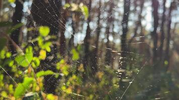 Spiderweb sway in wind at forest with sunlight at background. Spider builds a cobweb at woodland. Beautiful nature scene on summer park at sunset. Concept of wildlife. Slow motion video