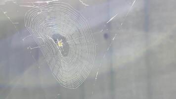 Spiderweb swaying in wind at garden with sunlight at backgroun. Spider builds a cobweb outdoor. Beautiful nature scene on summer day. Concept of wildlife. Slow motion video