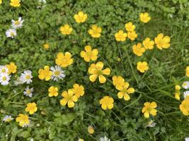 Yellow hairy buttercup flowers, growing wild in grass, with scattered small white daisies. The soft focus and organic arrangement create a cheerful scene of the wild, untamed beauty of meadow flora. photo
