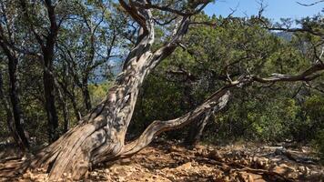 Weathered juniper trunk twisting on rocky coastal forest trail in sunlight photo