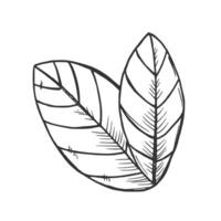 graphic monochrome floristic base with leaves. Simple leaf sketch vector