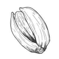 Hand drawn Pistachio Nuts Sketch Illustration icon vector