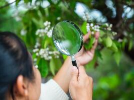 Female ecologist studies living things in a forest with a magnifying glass. Female environmental scientist holds a magnifying glass to examine plants. photo