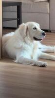 Golden retriever dog lying down and rolling over video