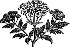 Elegant Black and White Illustration of Yarrow Flowers in Full Bloom, Botanical Art with Detailed Leaves and Dark Mood vector