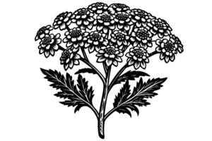 Elegant Black and White Illustration of a Blooming Yarrow Flower Cluster, Isolated on White Background, Botanical Art Print, Simple Nature Design vector