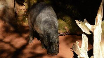 Pygmy Hippopotamus in a natural park Choeropsis liberiensis video
