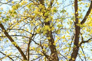 Tree leaves in the Park with Grass and Trees photo
