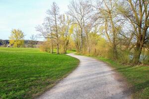 Spring Vegetation in the Park with Grass, Trees photo