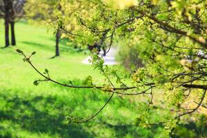 Spring tree view in the Park with Grass and Trees photo
