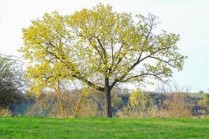 Spring Vegetation with Grass and Trees photo