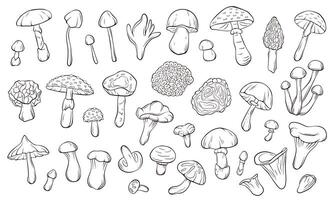 Big collection of various mushroom line art style for coloring book and botanical study. Perfect for education forest theme, natural science and toxic specie reference on white background. vector