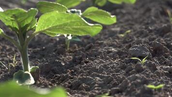 Watch a healthy seedling sprout and thrive in rich, dark soil under bright sunlight in an organic garden setting during early spring video