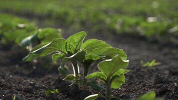 Fresh squash plants emerge from the soil, basking in warm sunlight while surrounded by rich earth and greenery, showcasing the beauty of spring growth video