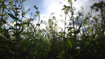 Golden flowers sway gently in the breeze as the sun sets behind them, creating a serene atmosphere in the countryside. Nature's beauty unfolds in this tranquil moment video