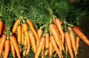 Bunch of carrots are piled up on a table photo