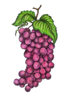 hand drawn illustration of grapes png